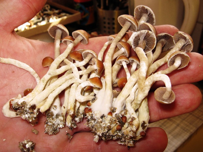 How Much Do Psilocybin Mushrooms Cost? The Street Prices