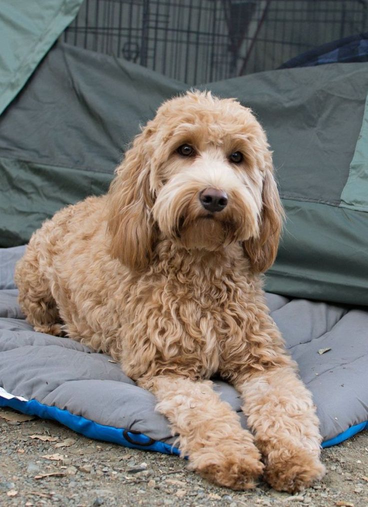 How to Train Your Goldendoodle or Labradoodle