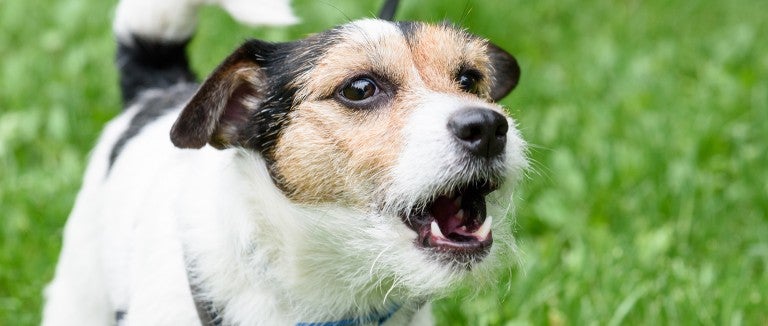 11 Tips on How to Stop a Dog from Barking When Left Alone THAT REALLY WORKS!