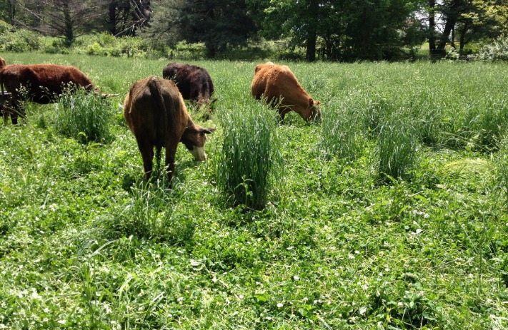 How Cows Digest Grass And Food