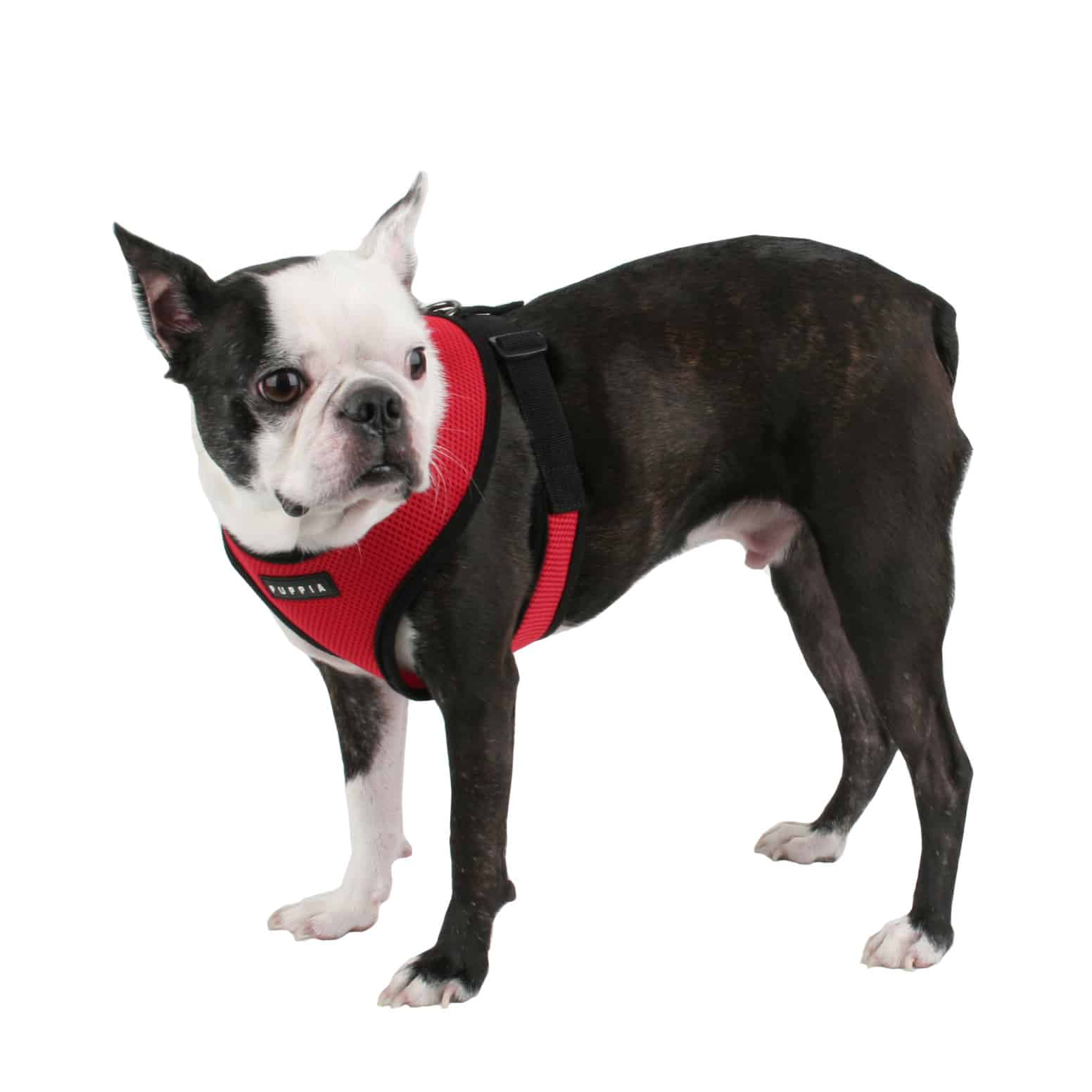 Front Clip Dog Harnesses: When & How They Should Be Used