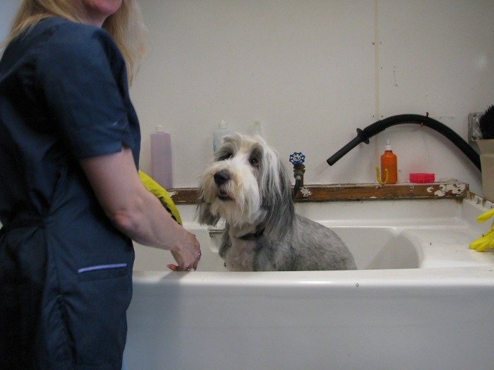 How Long does it take to Learn How to Groom Dogs? Stonebridge Associated Colleges Blog