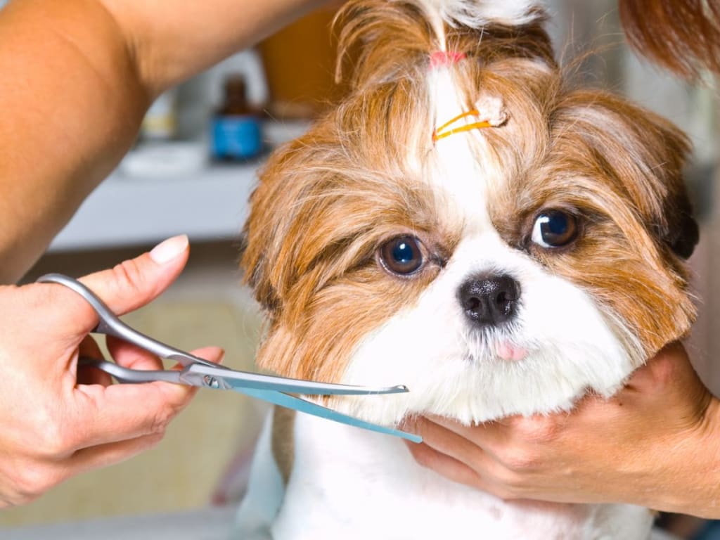 How to Set Up a Dog Grooming Business in Ireland