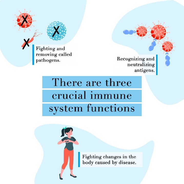 How does the immune system keep tabs on the brain? Washington University School of Medicine in St  Louis